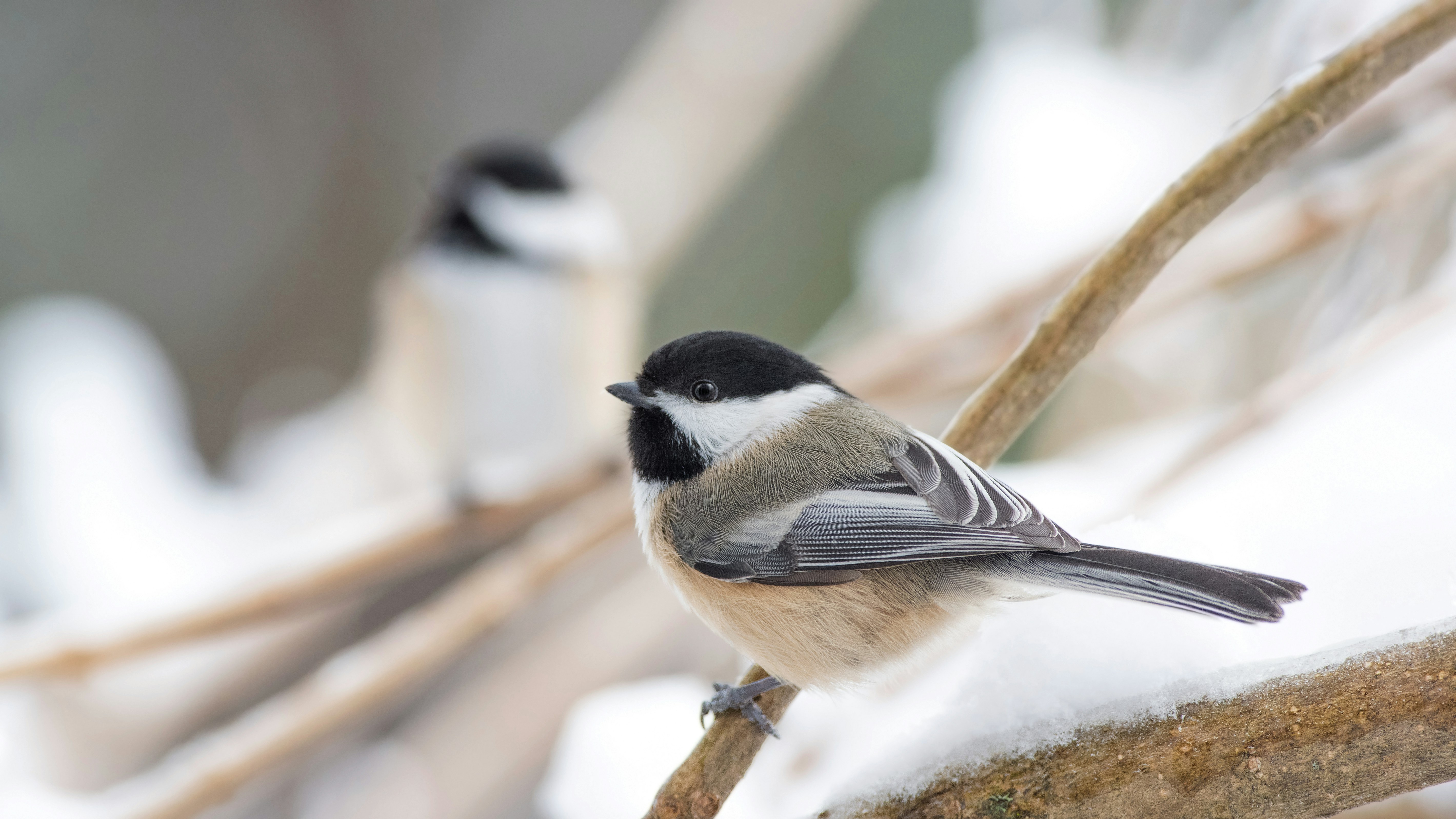 Black-capped Chickadee perched on a snowy branch