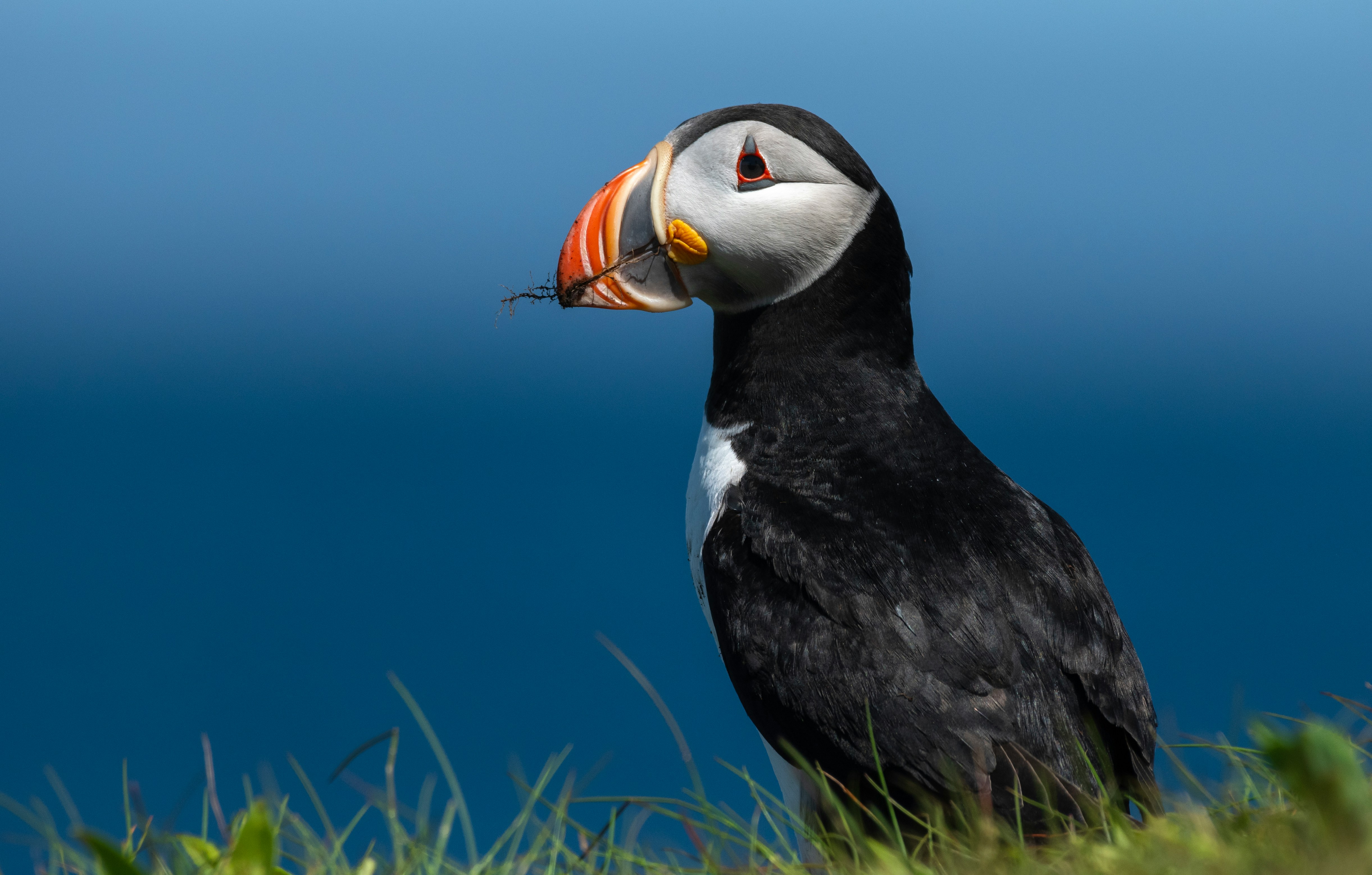Atlantic Puffin holding nesting material in its orange and red bill, standing in grass against a deep blue background