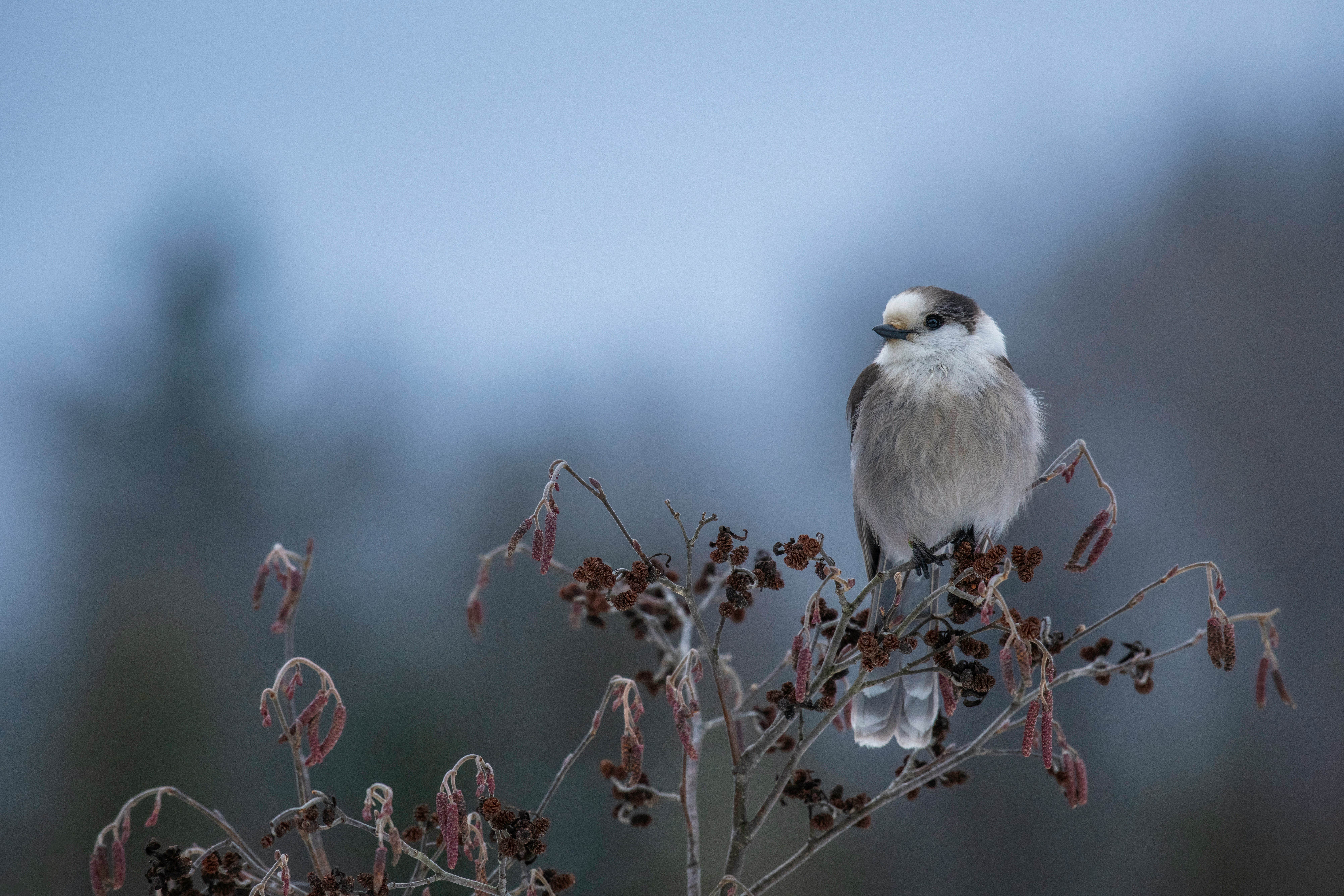 Canada Jay, soft grey and white with a dark nape, perched on a frosty branch on a cold morning