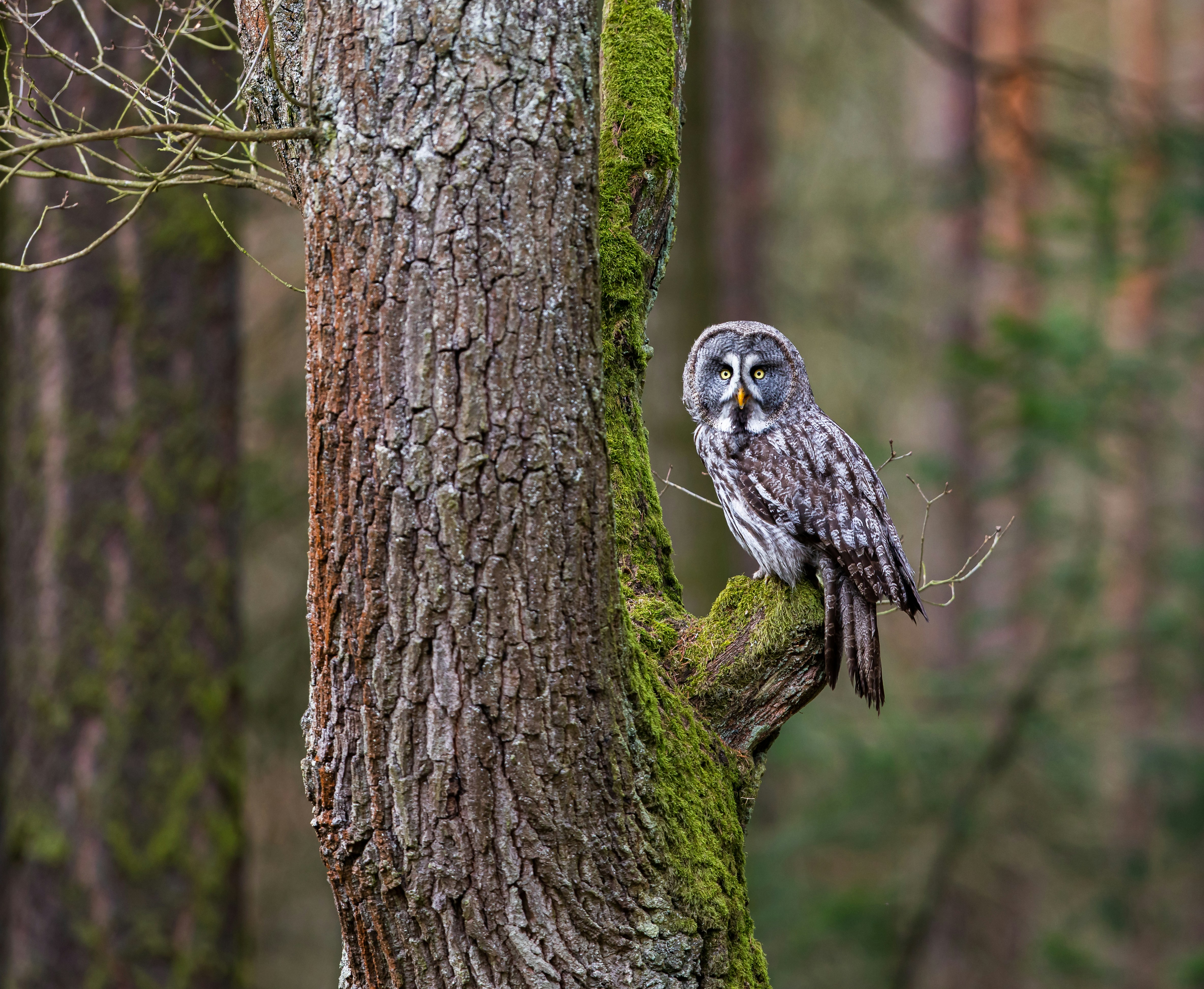 Great Grey Owl with a large round grey facial disc perched on a mossy branch in a coniferous forest