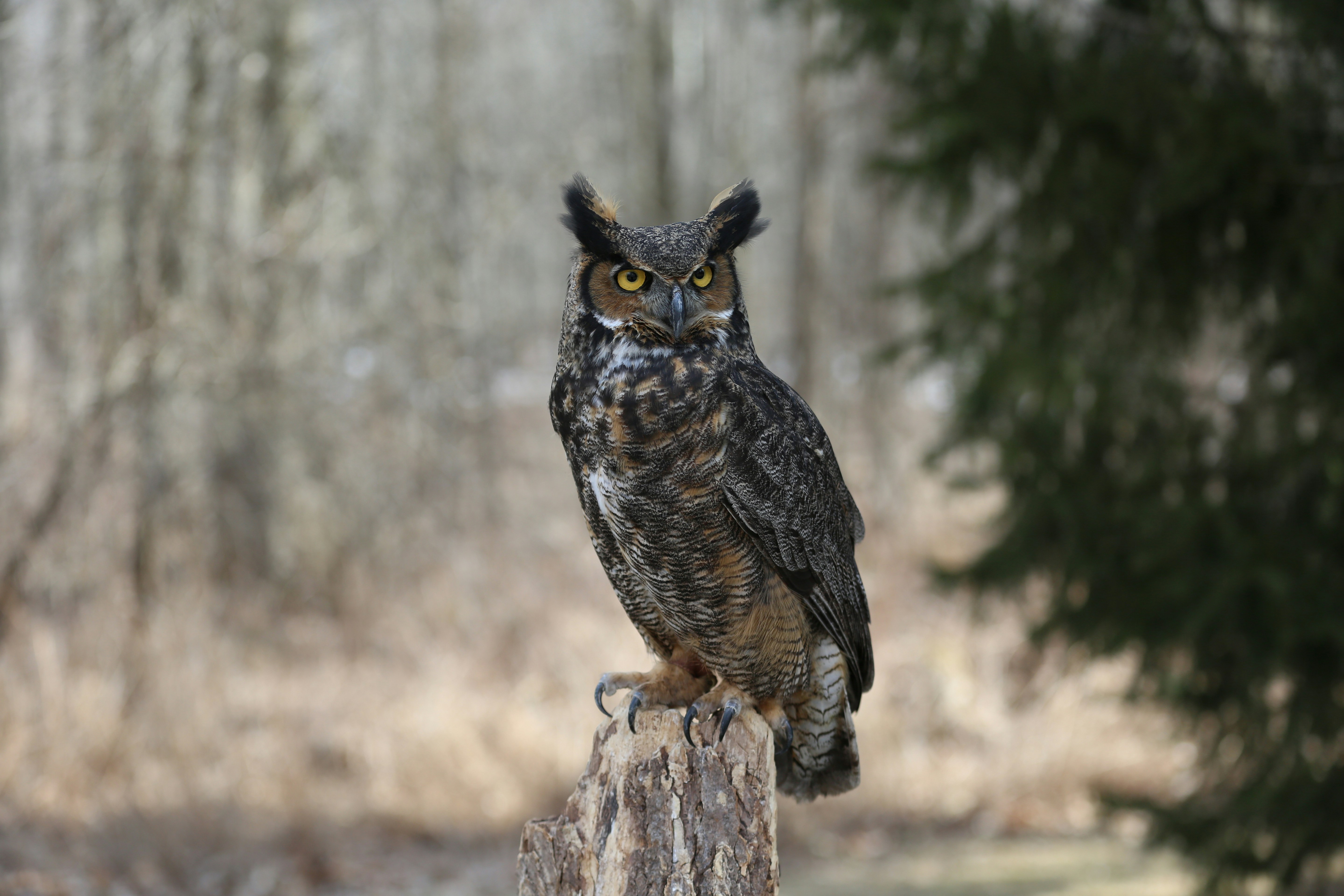 Great Horned Owl with feathered ear tufts and yellow eyes perched on a tree stump in bare winter woodland