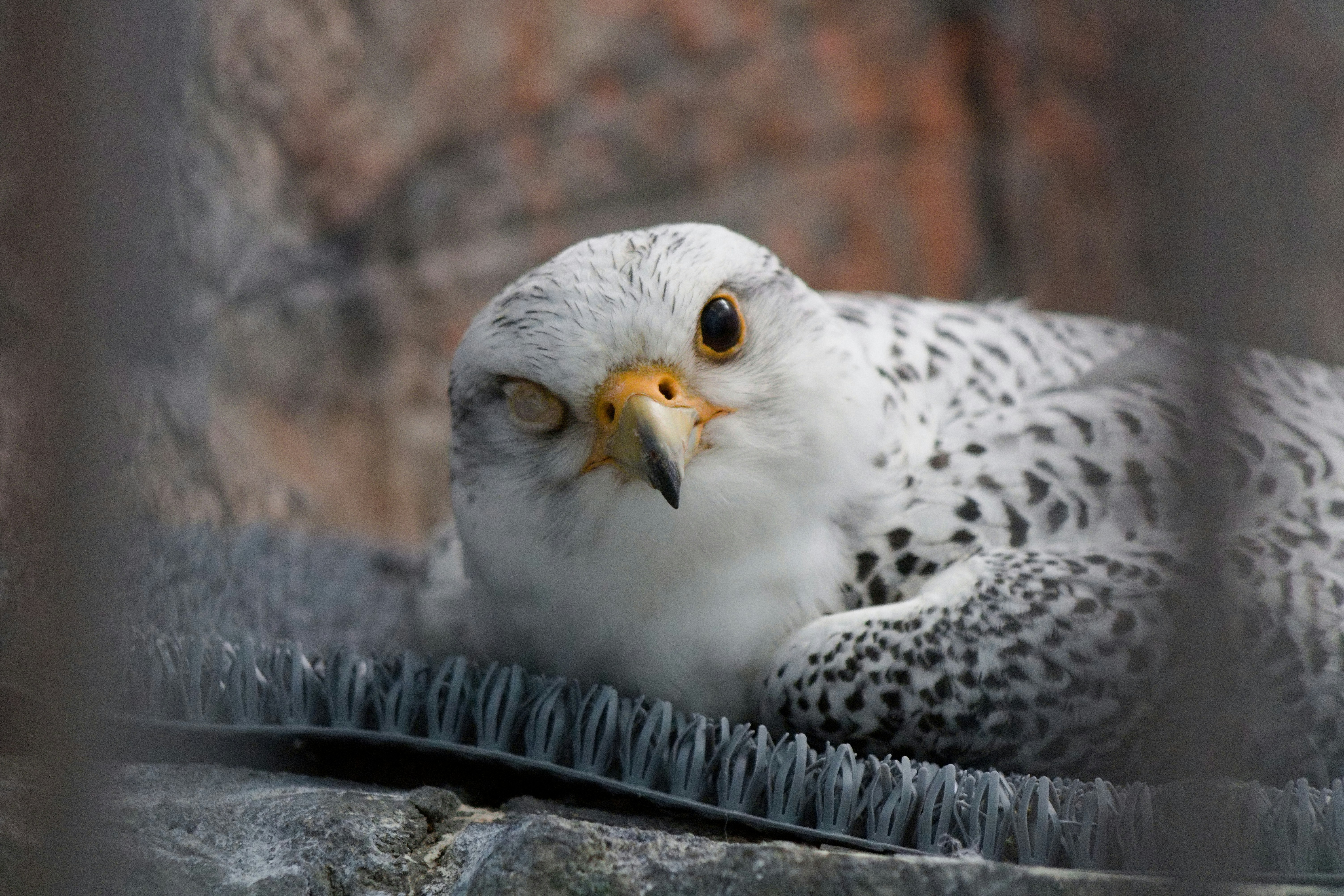 White Gyrfalcon flecked with dark spots, resting low with a pale hooked bill and yellow eye-ring