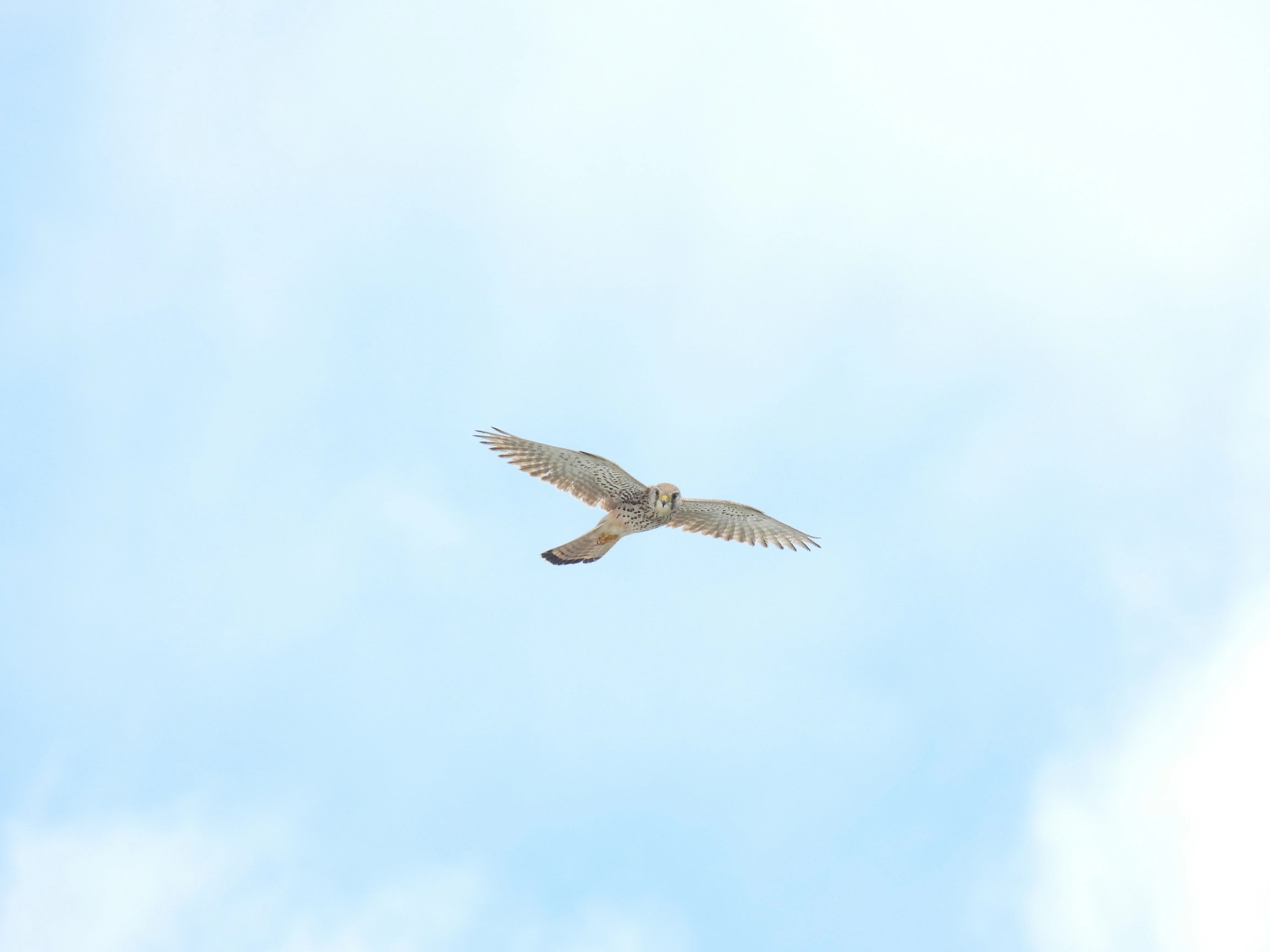 A hawk soaring on outstretched wings against a clear blue sky during fall migration