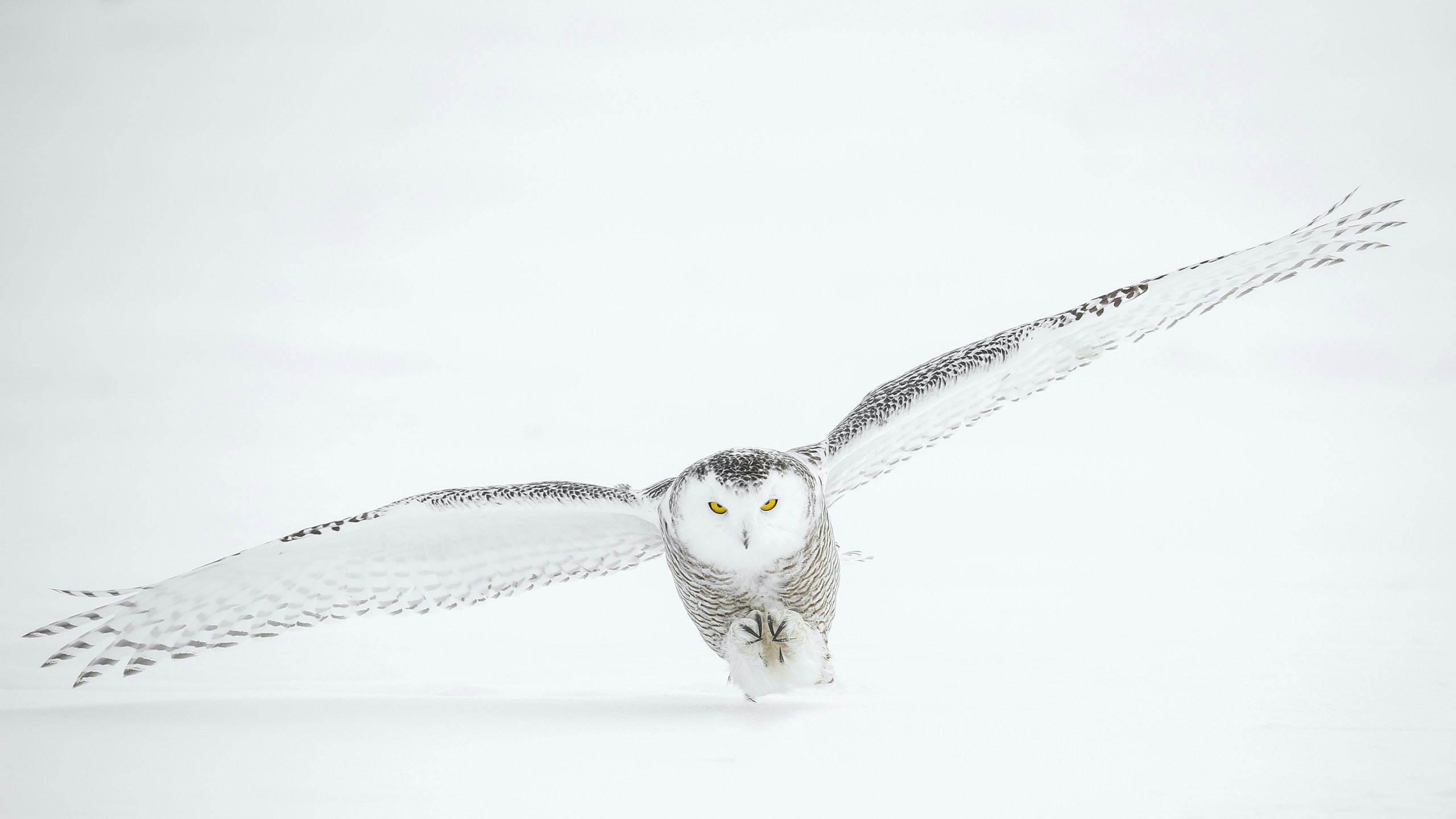 Snowy Owl with bright yellow eyes gliding low over snow with wings fully spread