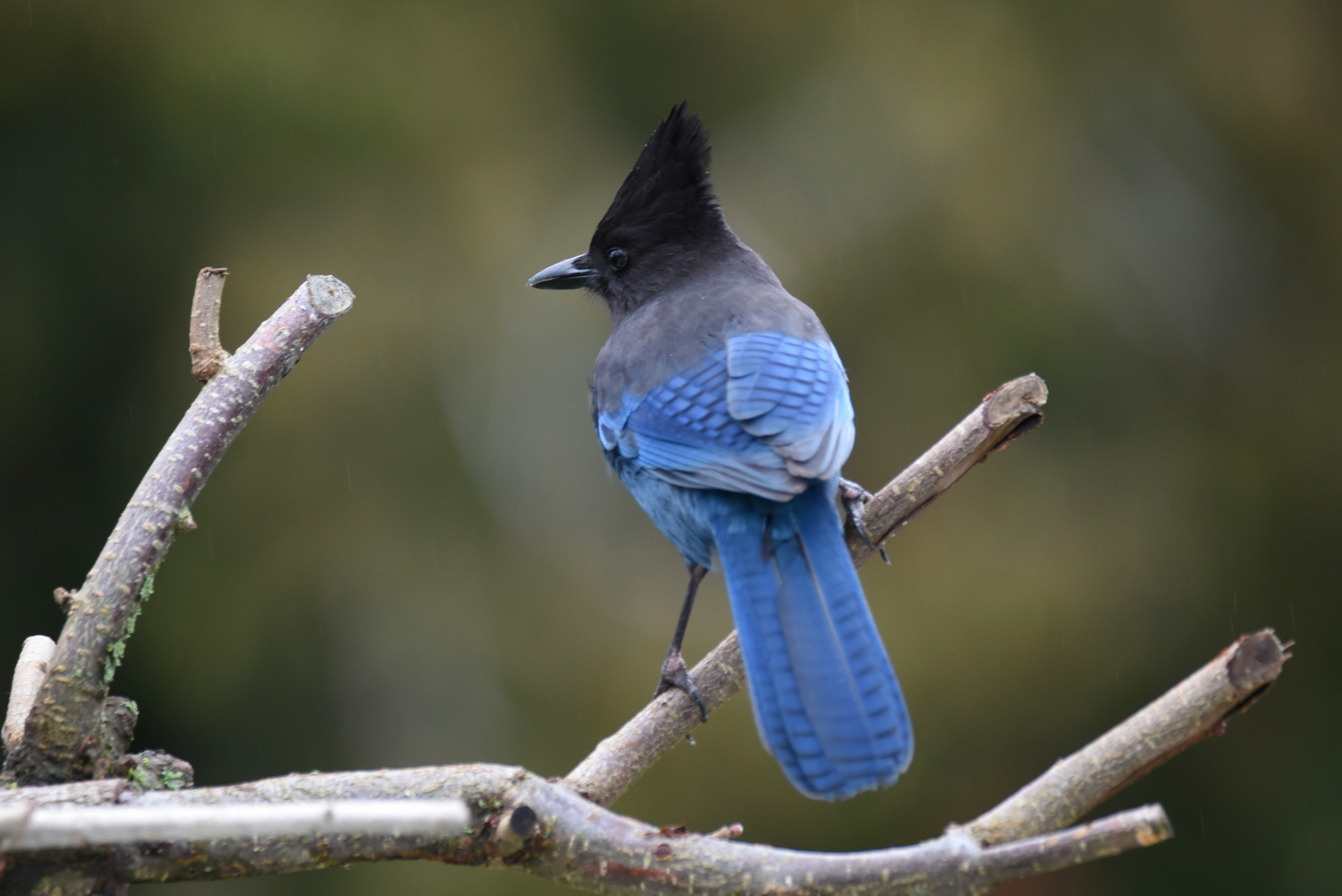 Steller's Jay with a tall black crest and deep blue body perched on a bare branch